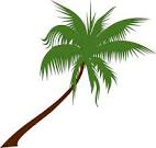 palm tree